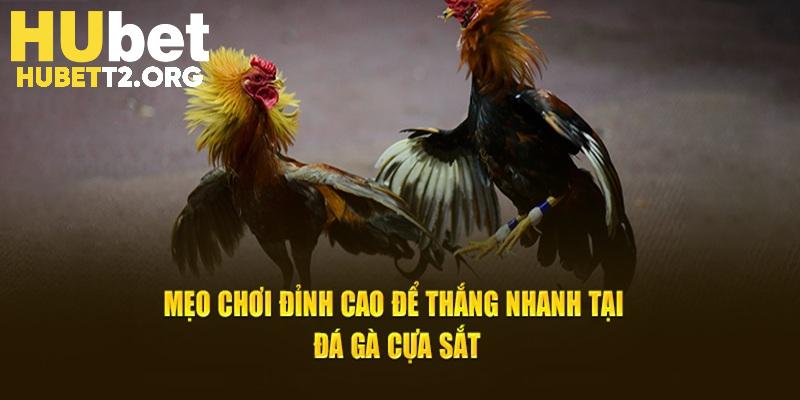 Mẹo chơi đỉnh cao để thắng nhanh tại đá gà cựa sắt